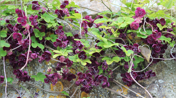 Chocolate vine