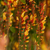 Article image for: Indian clock vine