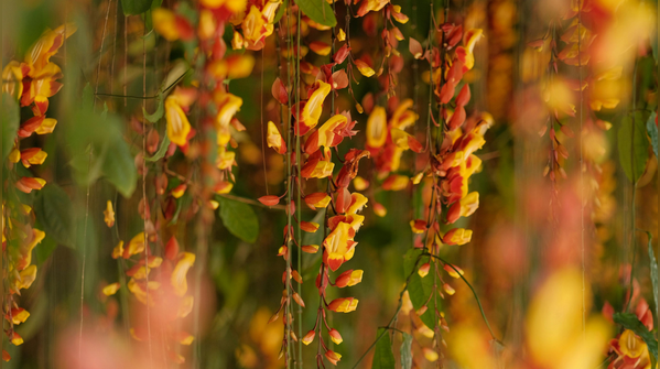 Indian clock vine