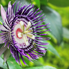 Passion flower