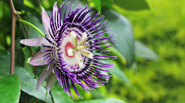 Passion flower