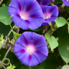 Morning glory