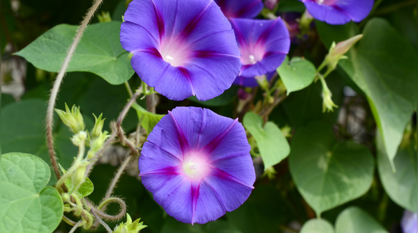 Morning glory