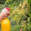 Neem spray fights pests naturally