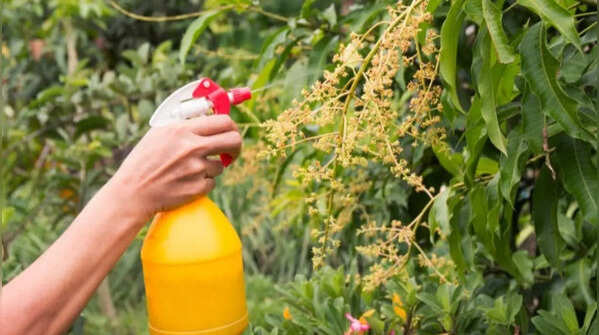 Neem spray fights pests naturally
