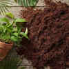 Coconut shells are perfect mini planters
