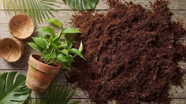 Coconut shells are perfect mini planters