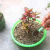 Tea powder as a natural soil booster