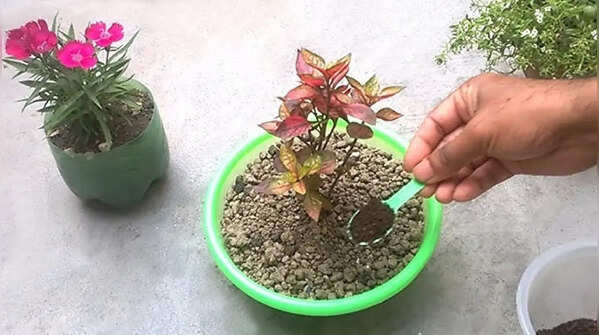 Tea powder as a natural soil booster