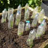 Article image for: Plastic bottles for slow <i class="tbold">water</i>ing