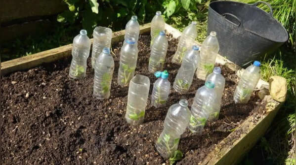 Plastic bottles for slow watering