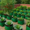 Article image for: The ₹50 gardening hack Indian terrace gardeners swear by