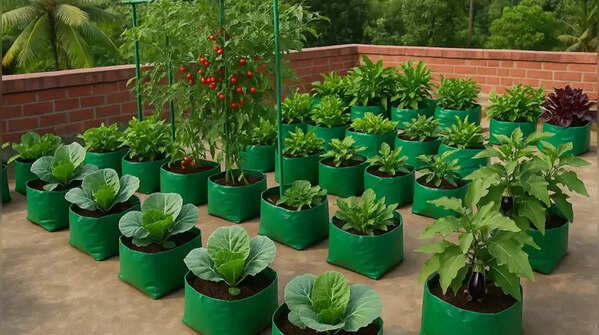 The ₹50 gardening hack Indian terrace gardeners swear by