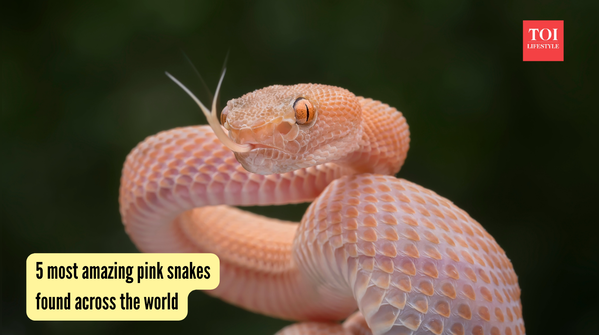 5 most amazing pink snakes found across the world