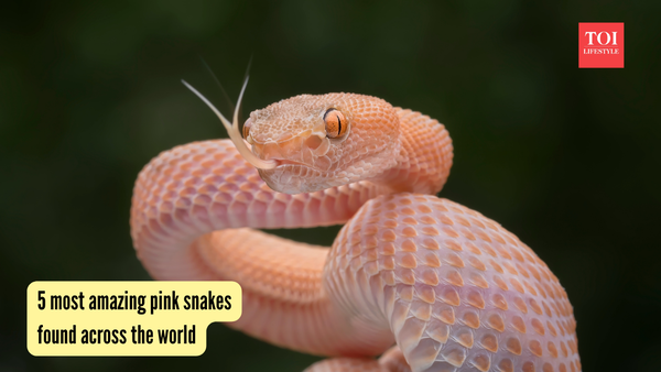 Pink Stills