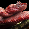 Pink eye lash pit viper
