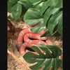 Albino Honduran Milk snake