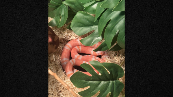 Albino Honduran Milk snake