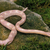 Albino corn snake