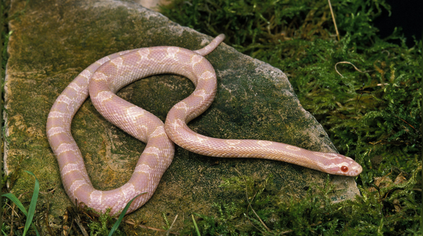 Albino corn snake