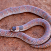 Australian pink snake