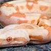 Pink boa constrictor