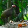 Nicobar Megapode