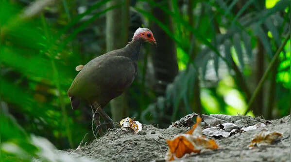 Nicobar Megapode