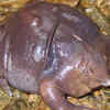 Purple frog