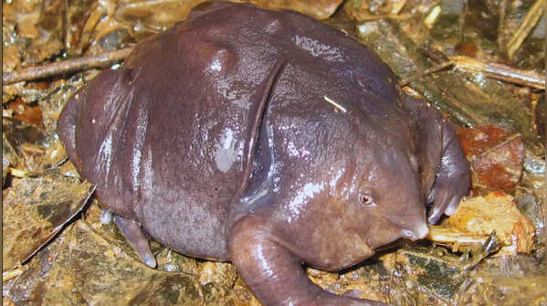 Purple frog