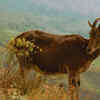 Nilgiri Tahr