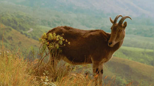 Nilgiri Tahr