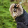 Article image for: Lion-tailed Macaque