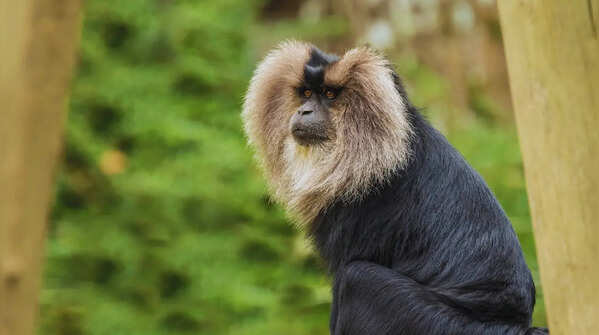Lion-tailed Macaque