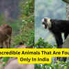 Article image for: 6 incredible animals that are found only in India, and where tourists can see them