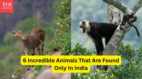 6 incredible animals that are found only in India, and where tourists can see them