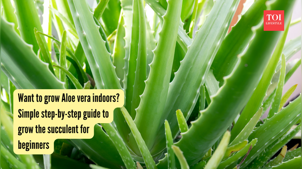 Want to grow Aloe vera indoors? Simple step-by-step guide to grow the succulent for beginners
