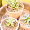Article image for: Choose the right pot