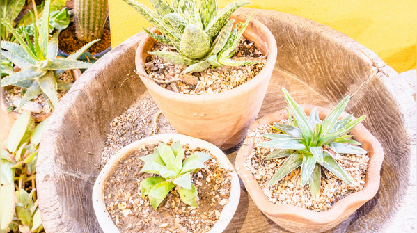 Choose the right pot