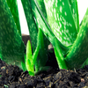 Article image for: Use fast-draining <i class="tbold">soil</i>