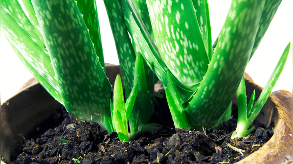 Use fast-draining soil