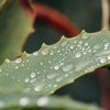 Article image for: <i class="tbold">water</i> very carefully
