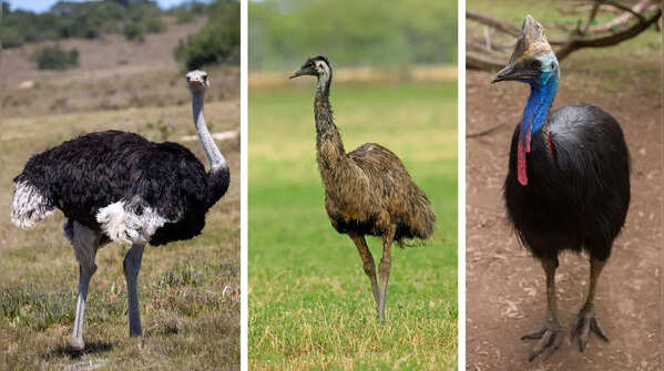 5 heaviest and biggest birds on earth