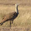 Kori bustard