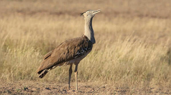Kori bustard