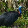 Southern cassowary 
