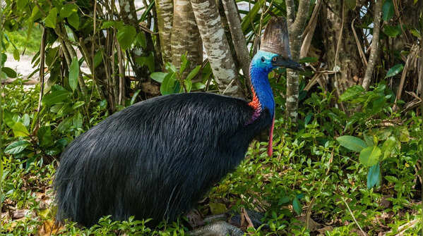 Southern cassowary