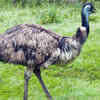 Emu 