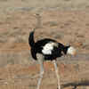 Somali ostrich 