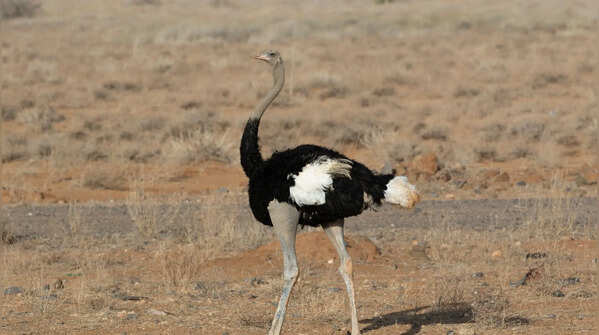 Somali ostrich